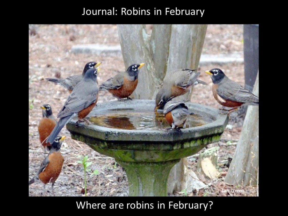 robins in february