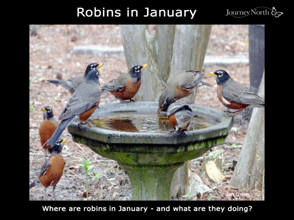 Robins in January