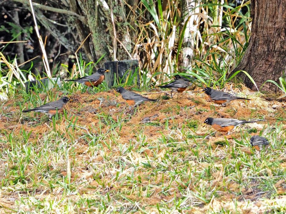 Robins foraging on the ground.