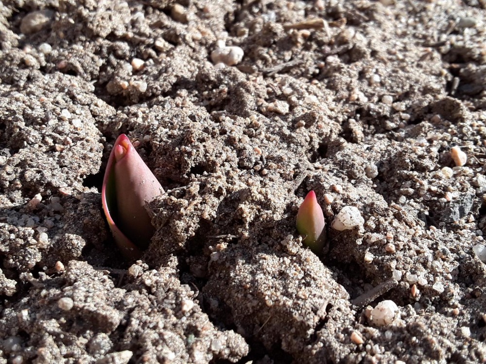 Newly-emerged tulips.