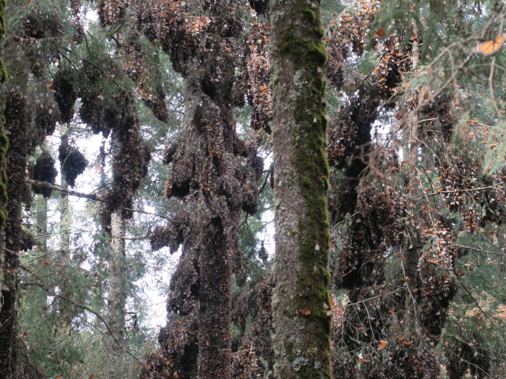 monarch roost in mexico