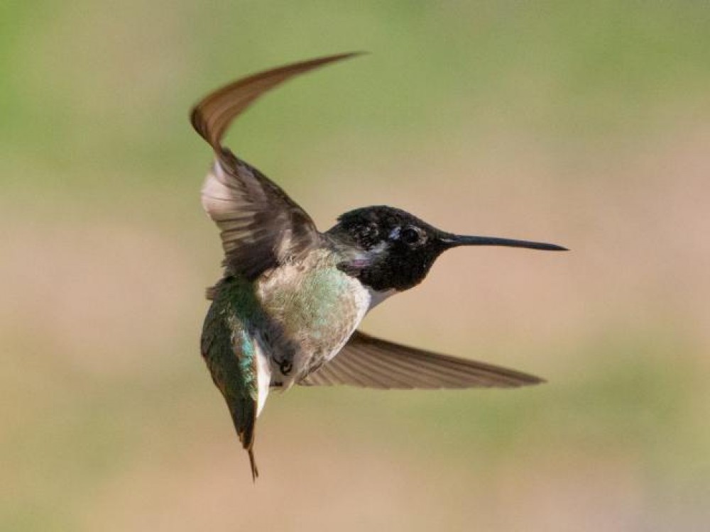male Costa's hummingbird