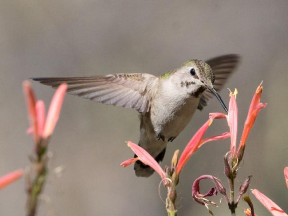 mystery hummingbird