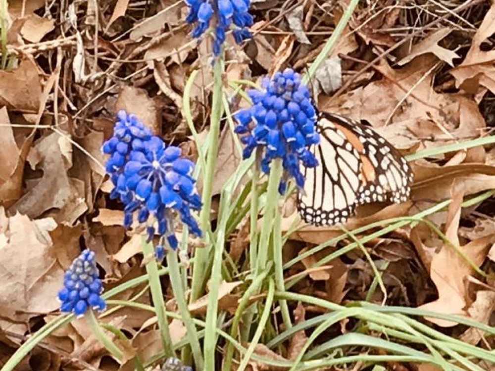 monarch nectaring