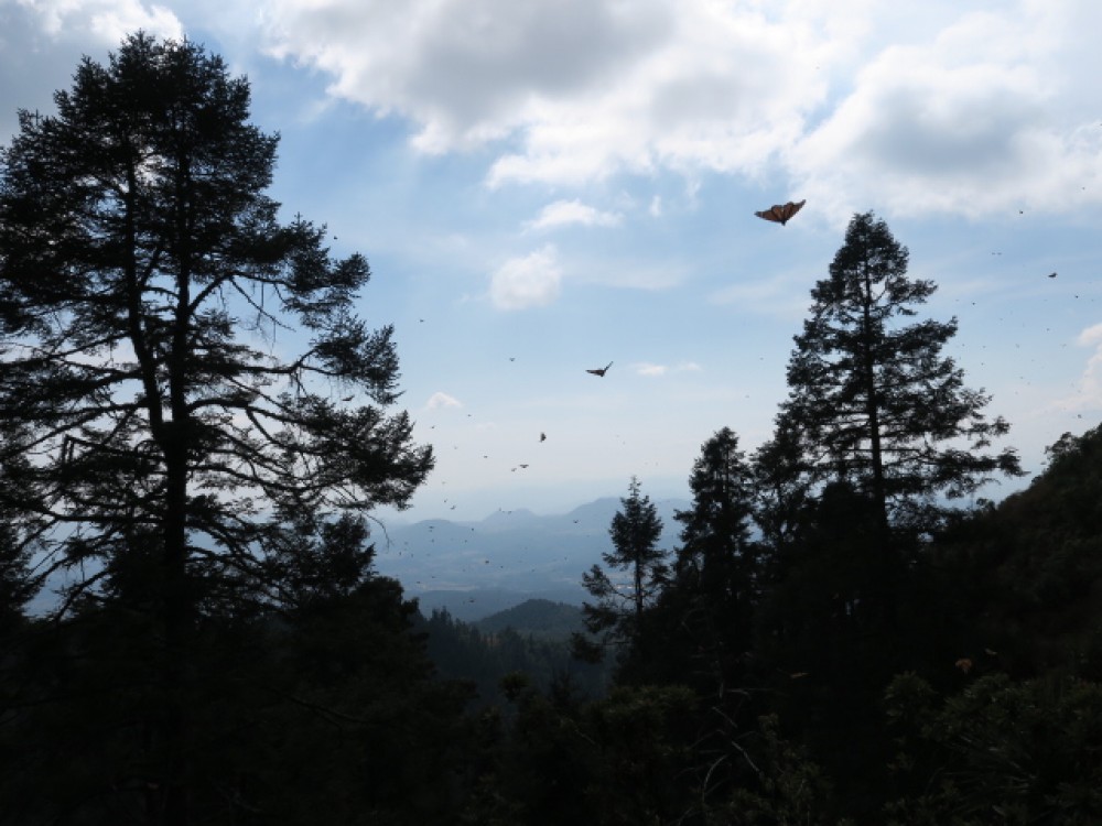 Sierra Cincua Sanctuary monarchs migrating