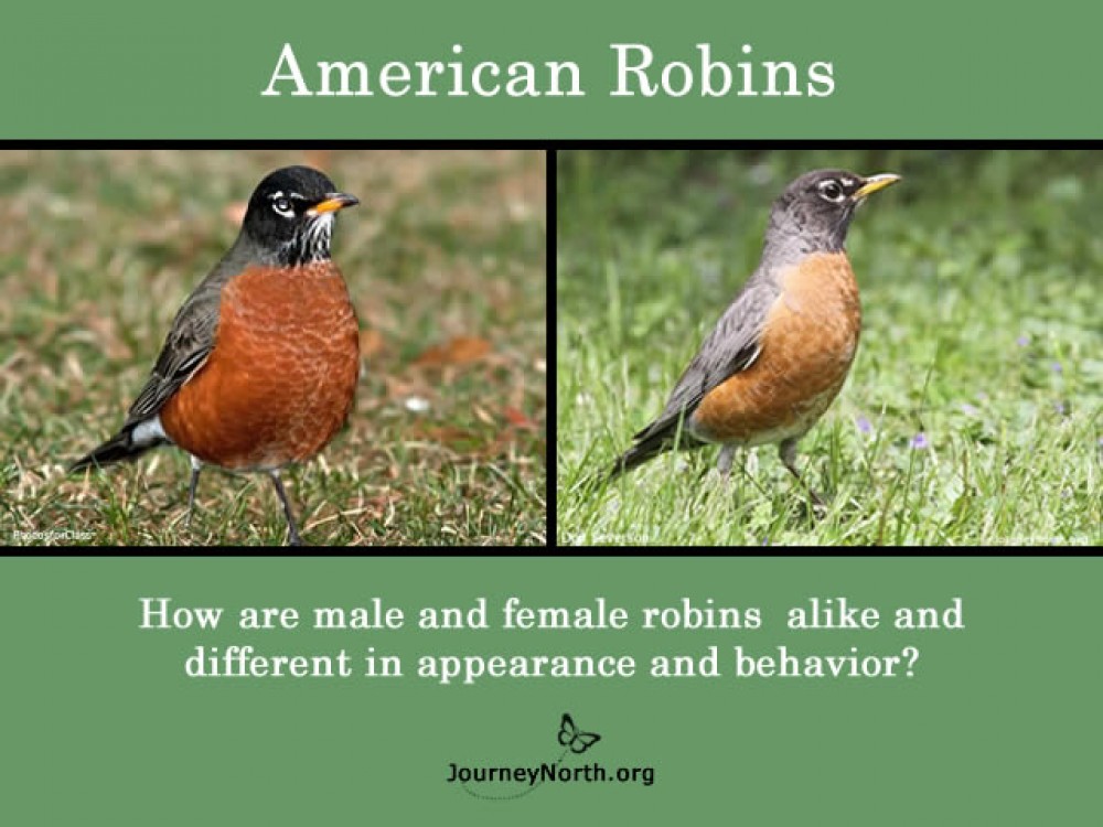Robin: Male or Female?