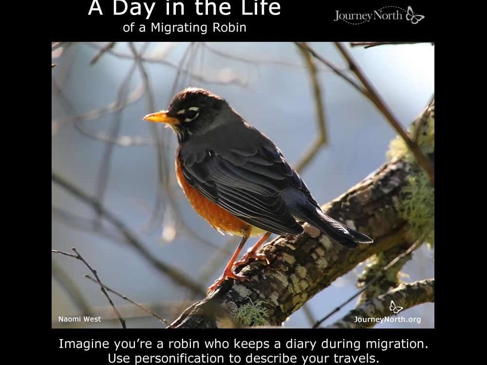 A Day in the Life of a Migrating Robin