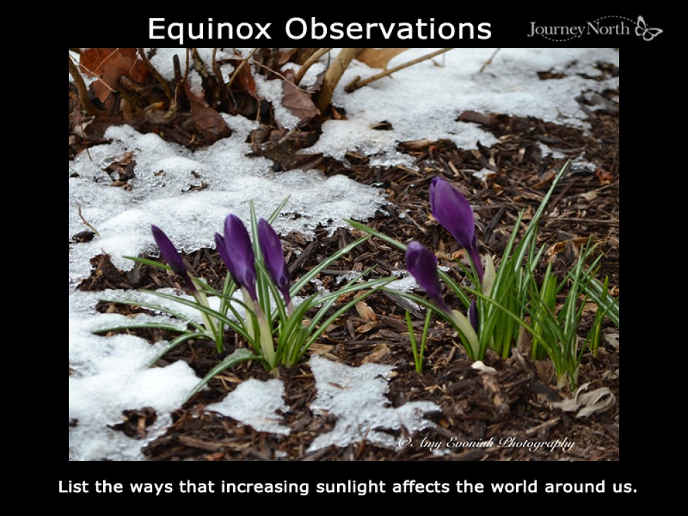 Equinox observations
