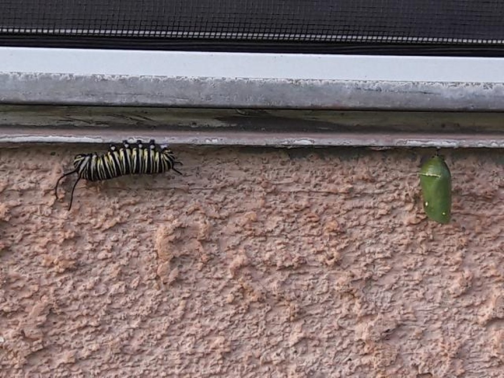 caterpillar and chrysalis
