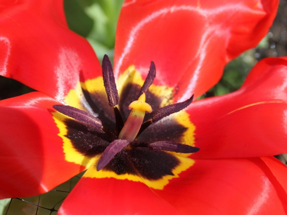 Close-up of blooming tulip