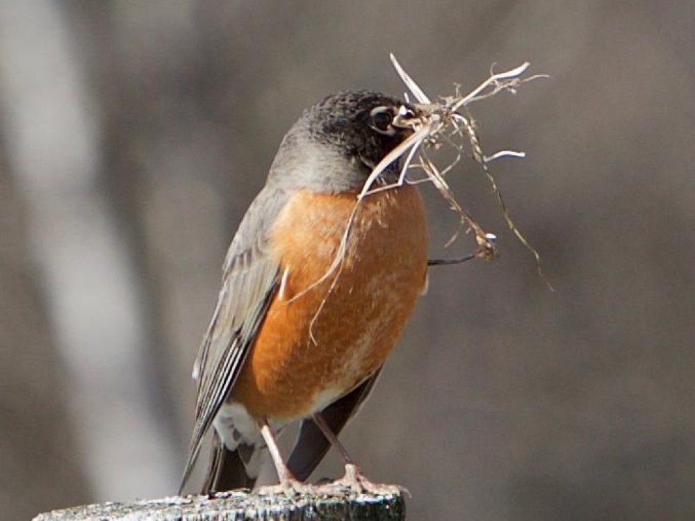 A robin spotted, "carrying nesting material." Photo by: Robert (Wausau, WI; 04/01/2020)