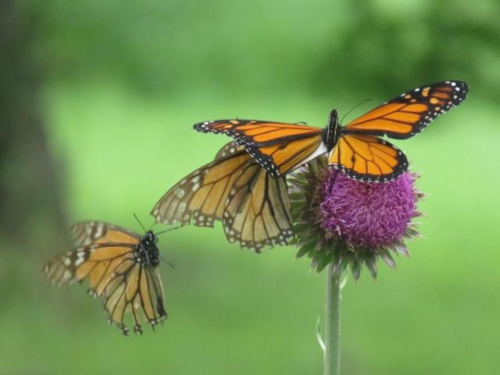 monarch multi-generations