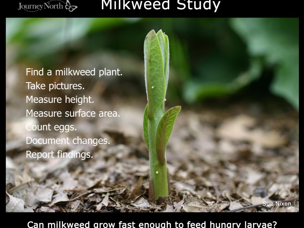 milkweed study