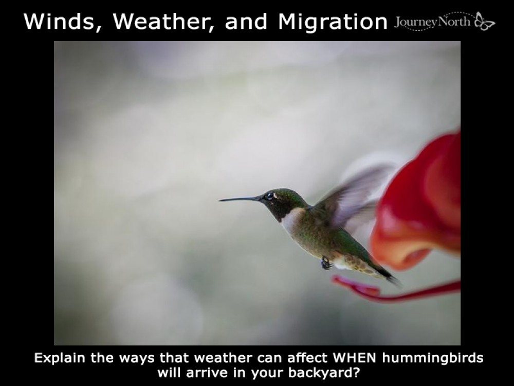 weather impacts on migration
