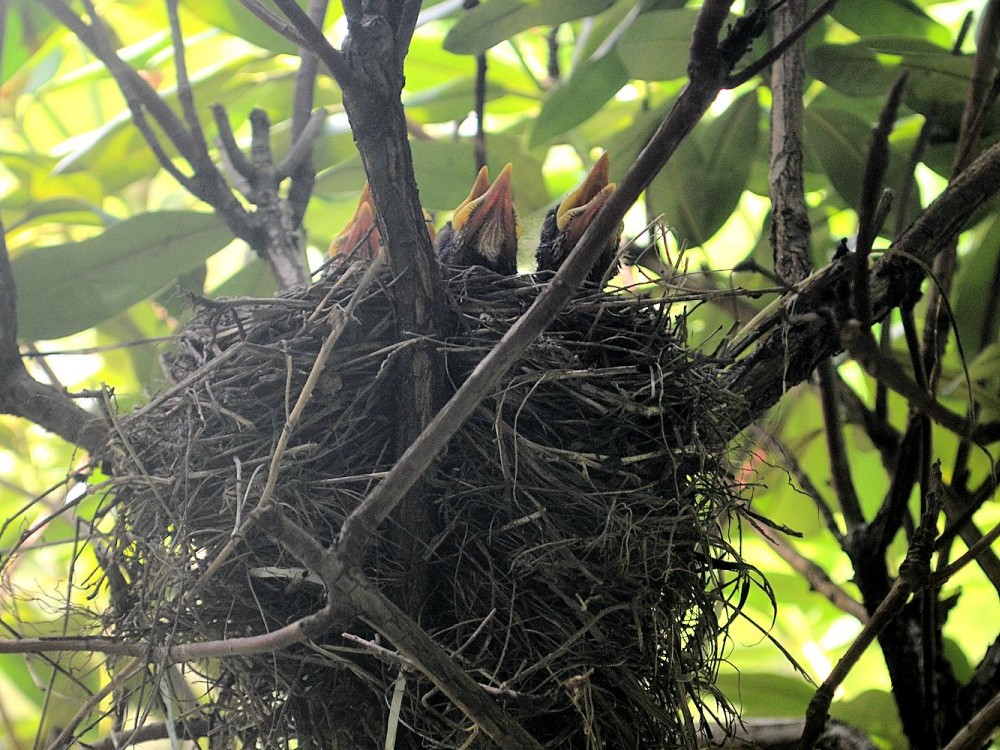 Baby robins in a nest.
