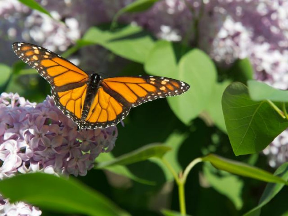 first adult sightings of monarchs