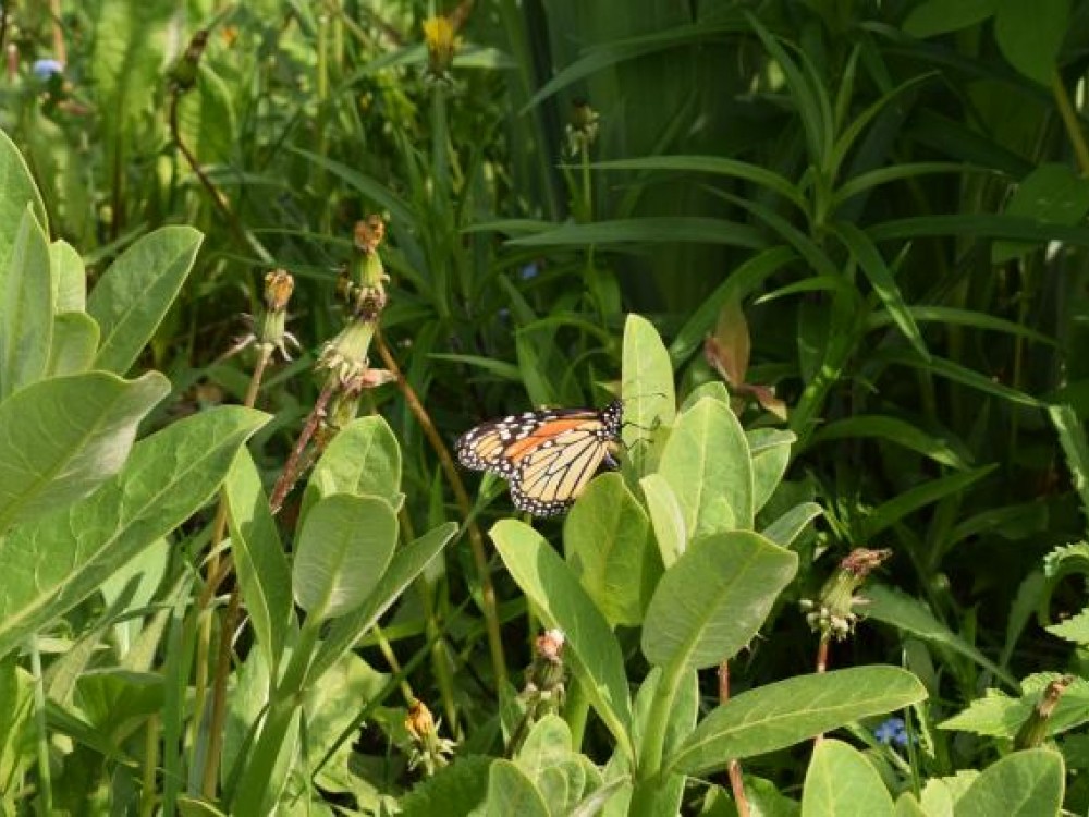 monarch egg laying