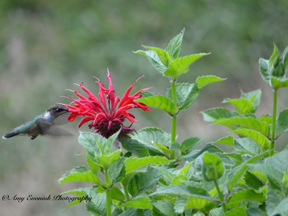 Hummingbird nectaring on Bee Balm