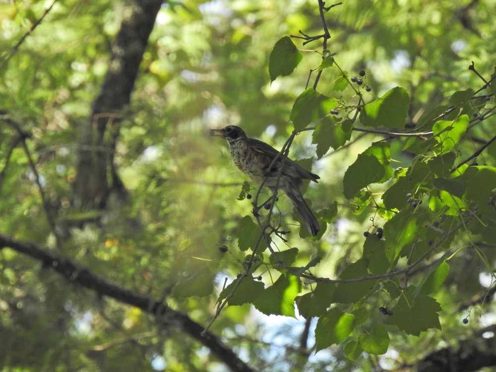 Juvenile robin eating berries.