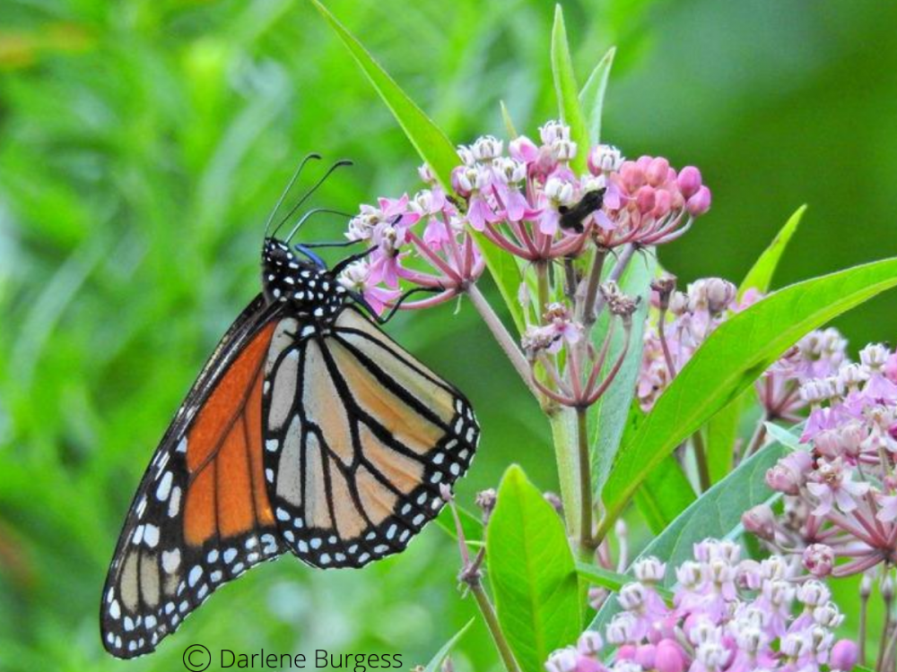 Monarch butterfly nectaring on swamp milkweed.