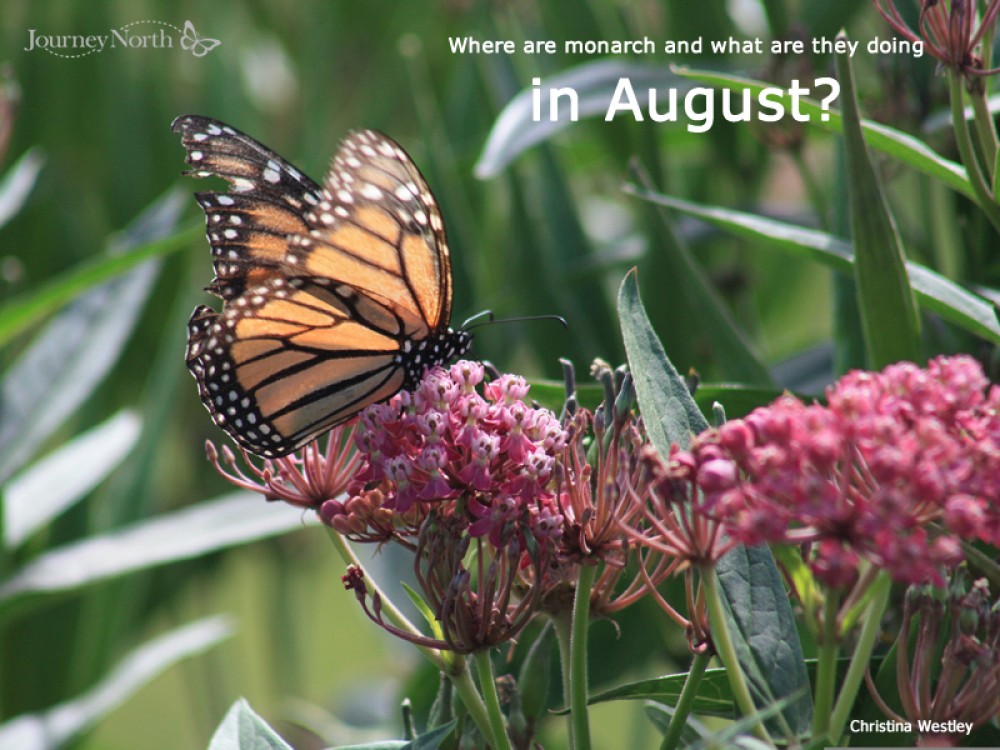 Journal: Monarchs in August