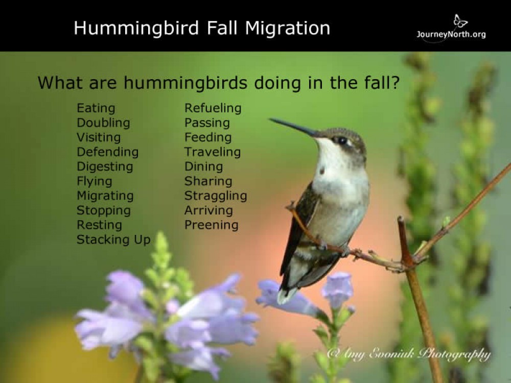 hummingbird journal