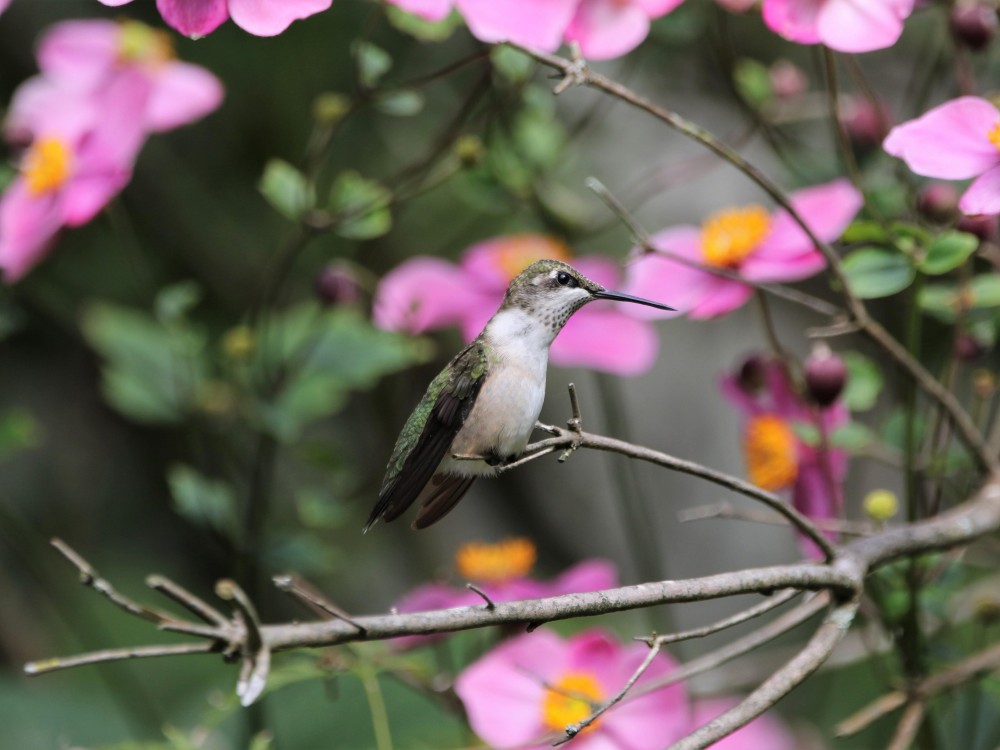 Female Ruby-throated Hummingbird.