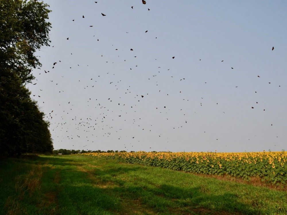 Monarchs forming a roost in Kansas.