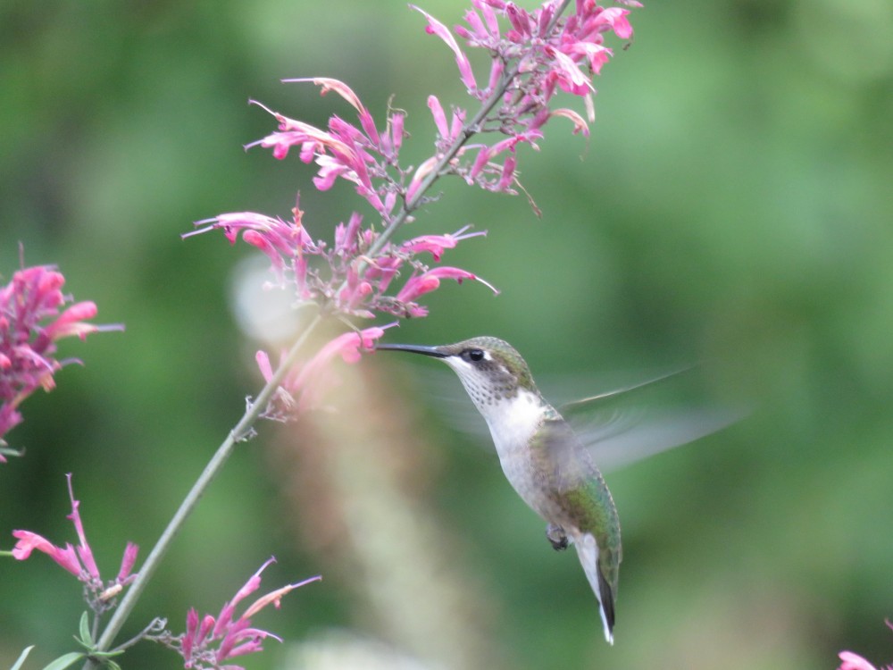 Female hummingbird nectaring on Agastache.