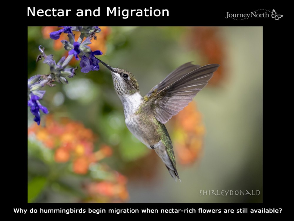  Journal: Nectar and Migration.