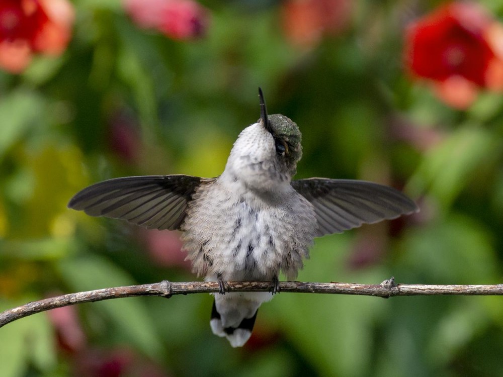 Juvenile hummingbird stretching.