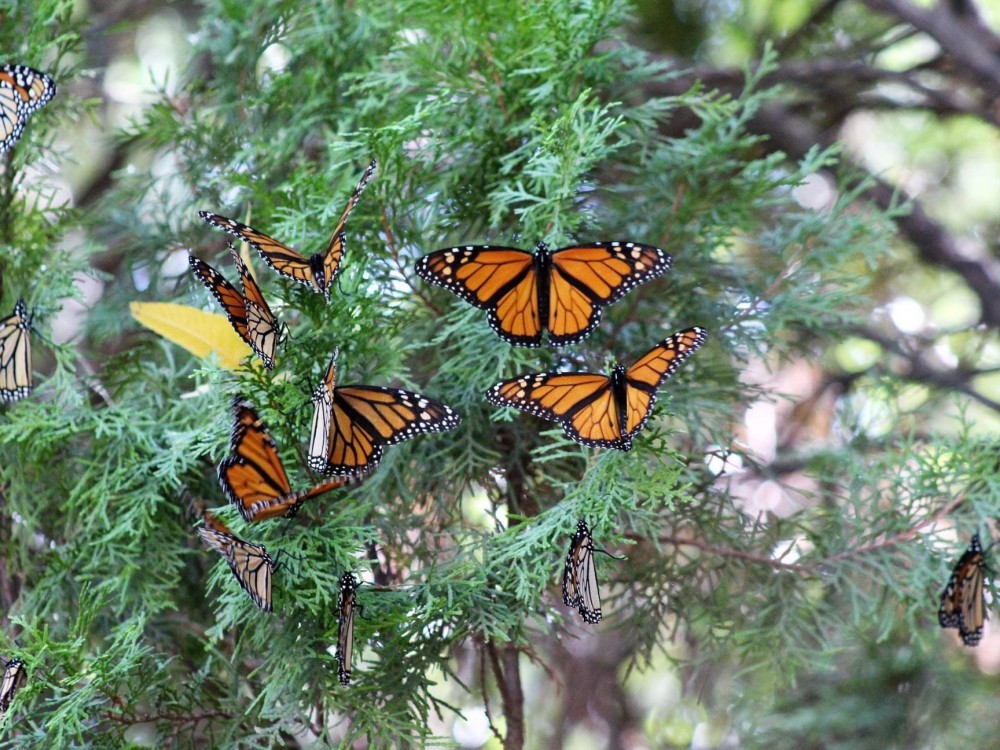 Monarchs roosting in Oklahoma.
