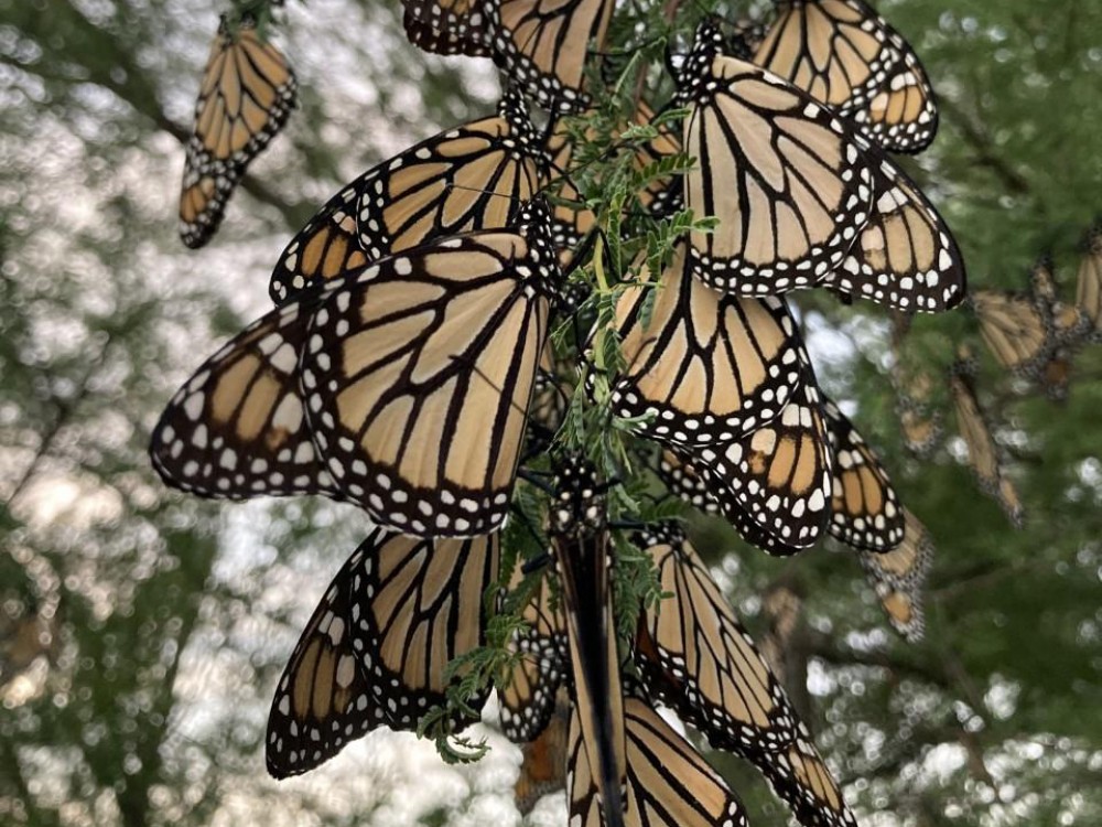 Monarch roost in Del Rio, TX.