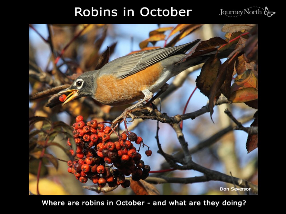 Journal: Robins in October