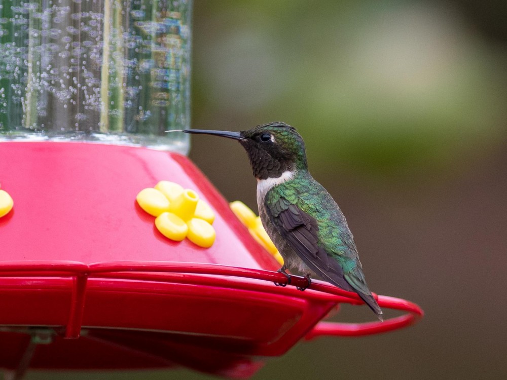 Male Ruby-throated Hummingbird at feeder in Maryland.