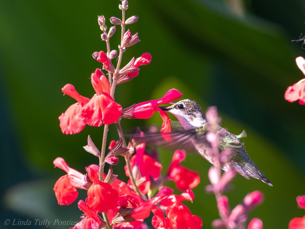 Juvenile Ruby-throated Hummingbird.