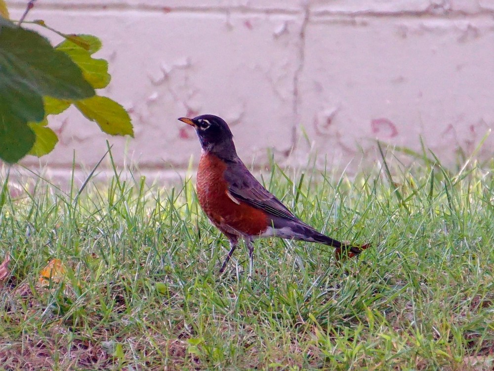 American Robin in back yard.