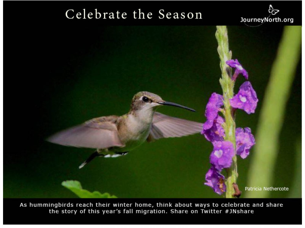 Journal: Celebrate Seasons