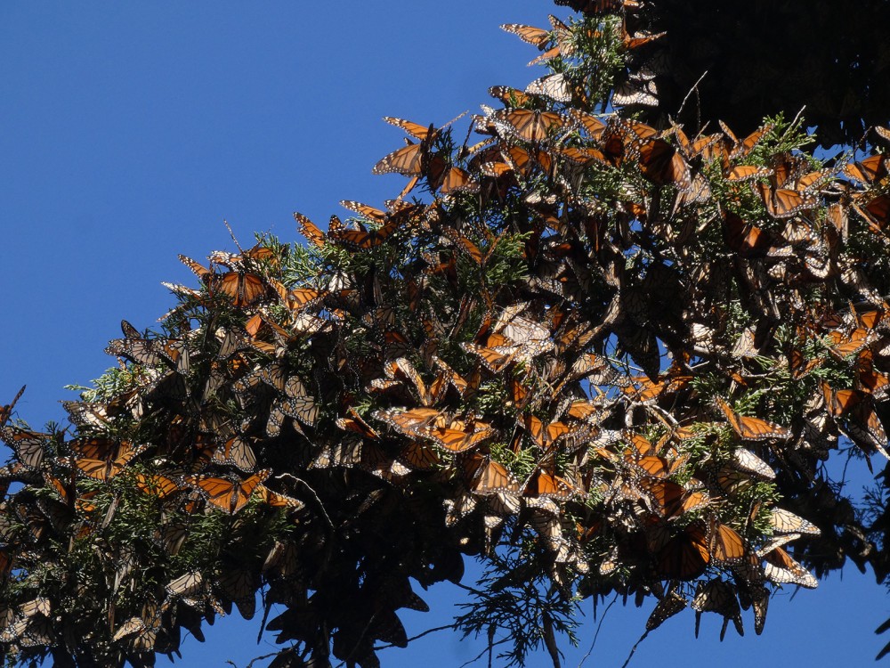 Monarchs clustered in Mexico.
