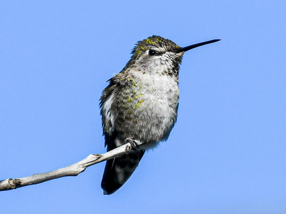 Female Anna's Hummingbird.