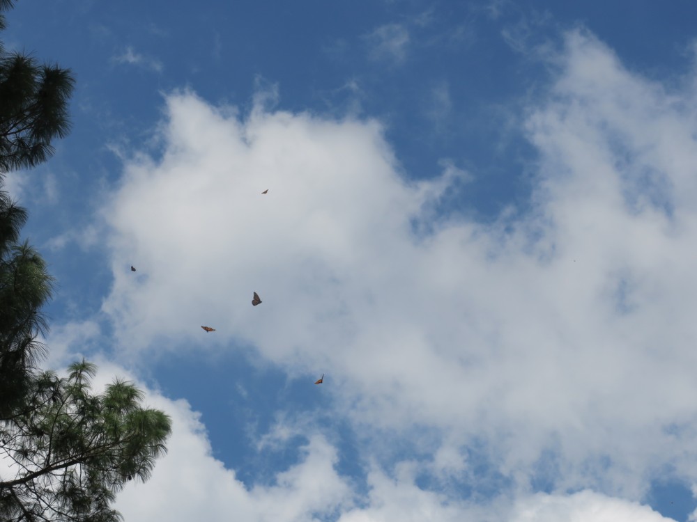 Monarchs flying in Mexico.