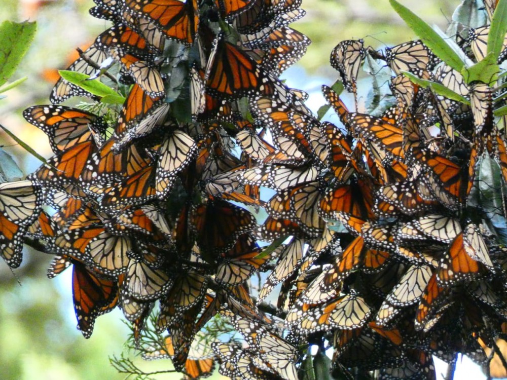 Monarchs in Mexico.