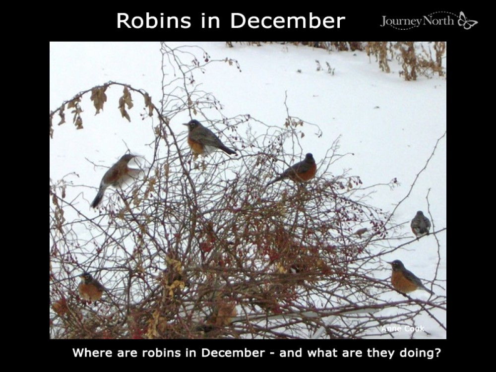 Journal: Robins in December.
