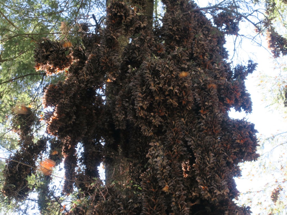 Clusters of monarchs at El Rosario.