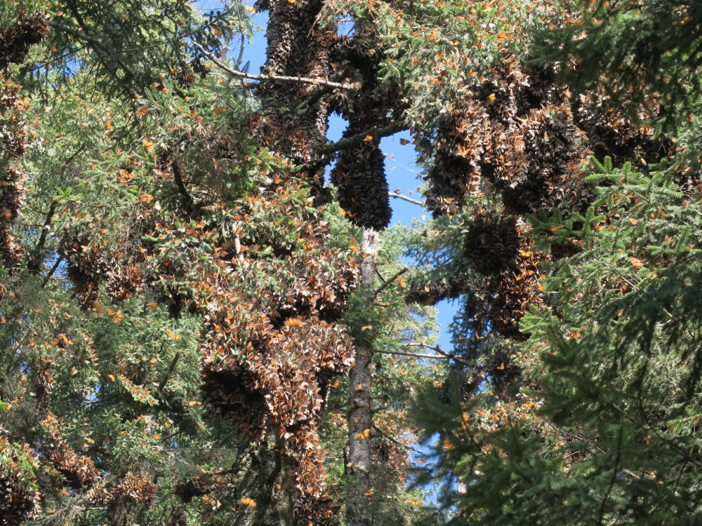 Monarchs clustered at El Rosario.