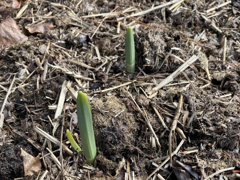 Emerging Daffodils.