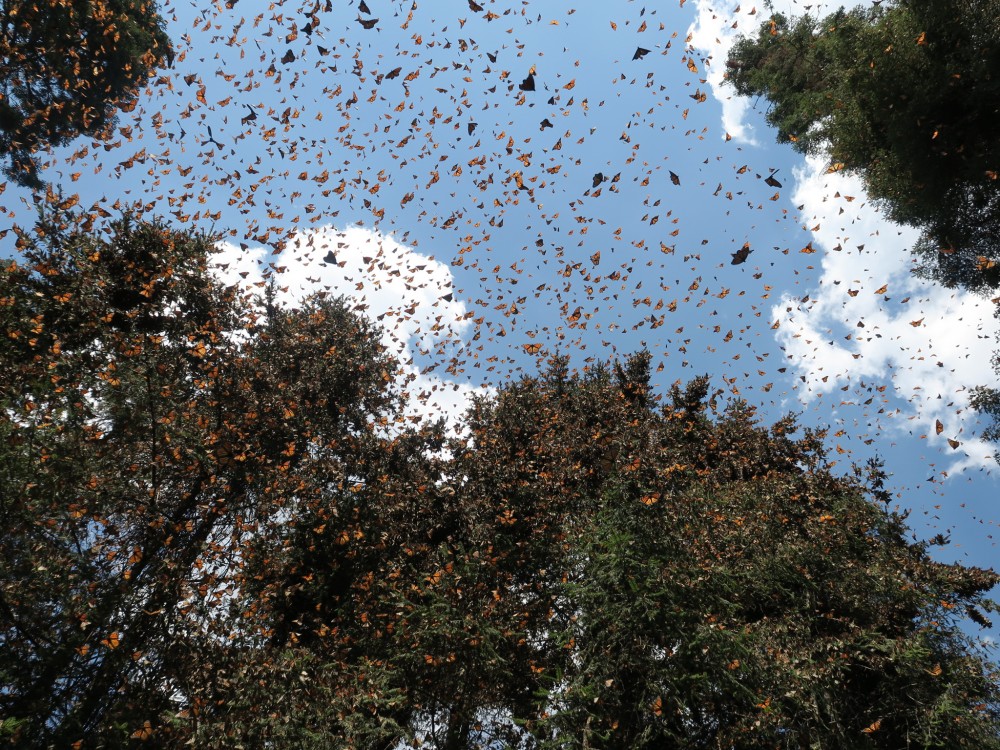 Monarchs flying at la salud