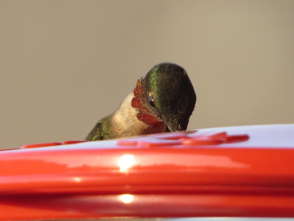 Male Ruby-throated Hummingbird.
