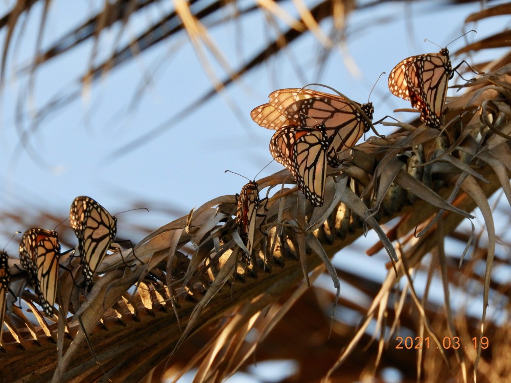 Monarchs roosting in Texas.