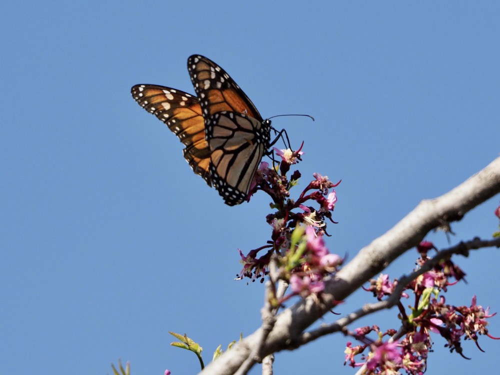 Nectaring Monarch